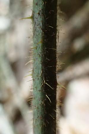 Rubus hercynicus ? \ Harzer Brombeere / Harz Bramble, D Biebertal-Fellingshausen 22.6.2020