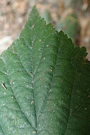 Rubus hercynicus ? \ Harzer Brombeere / Harz Bramble, D Biebertal-Fellingshausen 22.6.2020
