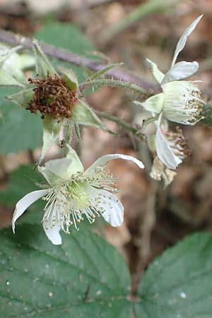 Rubus hercynicus ? \ Harzer Brombeere / Harz Bramble, D Biebertal-Fellingshausen 22.6.2020