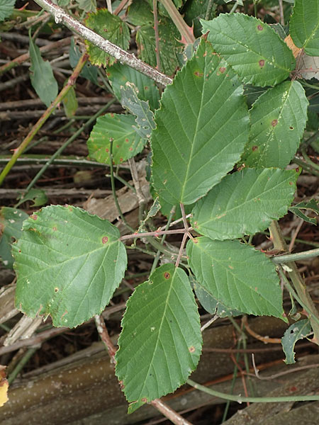 Rubus spina-curva ? \ Kreidige Brombeere / Chalky Bramble, D Bochum 9.9.2020