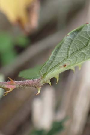 Rubus spina-curva ? \ Kreidige Brombeere / Chalky Bramble, D Bochum 9.9.2020