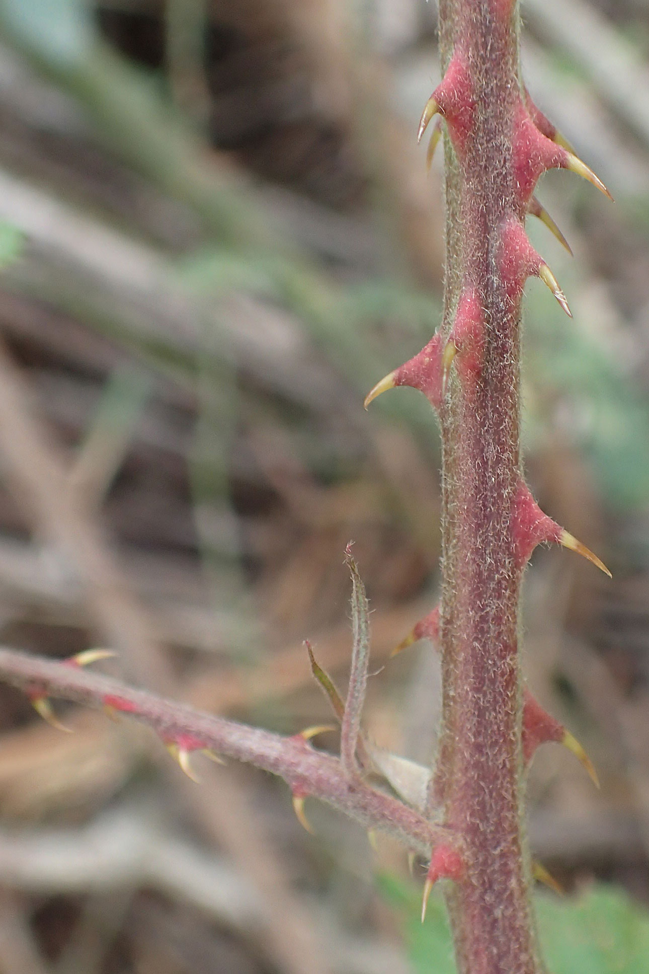 Rubus spina-curva ? \ Kreidige Brombeere / Chalky Bramble, D Bochum 9.9.2020
