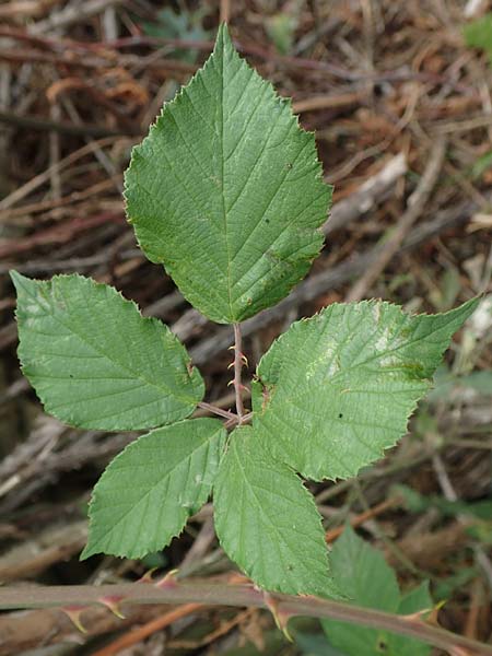 Rubus spina-curva ? \ Kreidige Brombeere / Chalky Bramble, D Bochum 9.9.2020