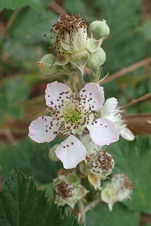 Rubus spina-curva ? \ Kreidige Brombeere / Chalky Bramble, D Bochum 9.9.2020