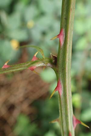 Rubus geniculatus \ Gekniete Brombeere / Kneed Bramble, D Bochum 9.9.2020