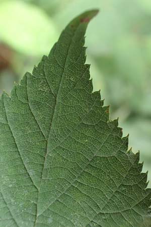 Rubus geniculatus \ Gekniete Brombeere / Kneed Bramble, D Bochum 9.9.2020
