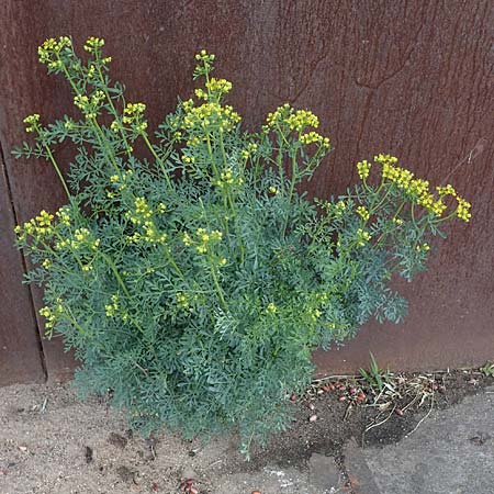 Ruta graveolens \ Wein-Raute / Rue, D Mannheim 22.5.2021