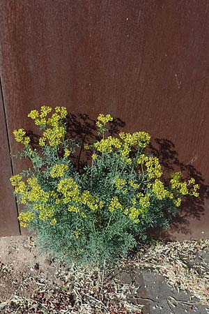 Ruta graveolens, Wein-Raute Ruta graveolens, Wein-Raute