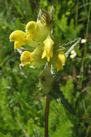 Rhinanthus minor \ Kleiner Klappertopf / Yellow-Rattle, D Schwarzwald/Black-Forest, Feldberg 24.6.2007
