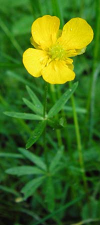 Ranunculus hevellus \ Rathenower Gold-Hahnenfu� / Rathenow Goldilocks, D Marktheidenfeld 9.5.2015