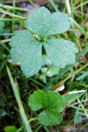 Ranunculus hevellus \ Rathenower Gold-Hahnenfu� / Rathenow Goldilocks, D Marktheidenfeld 9.5.2015