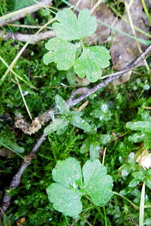 Ranunculus hevellus \ Rathenower Gold-Hahnenfu� / Rathenow Goldilocks, D Marktheidenfeld 9.5.2015
