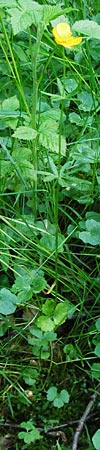 Ranunculus hevellus \ Rathenower Gold-Hahnenfu� / Rathenow Goldilocks, D Marktheidenfeld 9.5.2015
