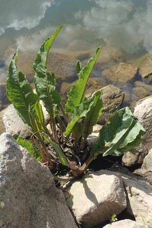 Rumex hydrolapathum \ Flu�-Ampfer, Teich-Ampfer / Great Water Dock, D Erlenbach am Main 28.4.2016