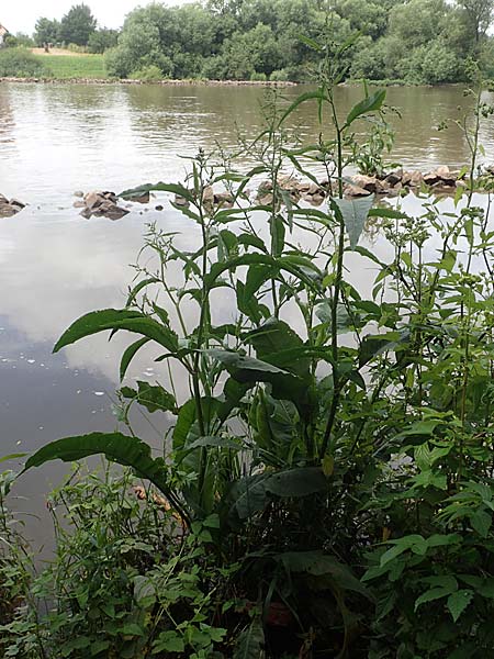 Rumex hydrolapathum \ Flu�-Ampfer, Teich-Ampfer / Great Water Dock, D Kleinwallstadt am Main 25.6.2016