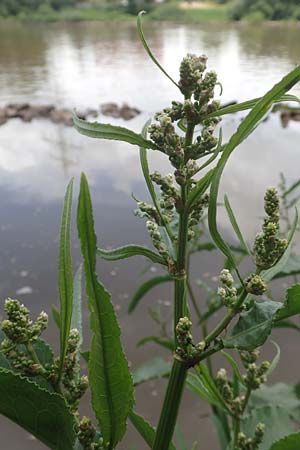 Rumex hydrolapathum \ Flu�-Ampfer, Teich-Ampfer / Great Water Dock, D Kleinwallstadt am Main 25.6.2016