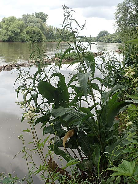 Rumex hydrolapathum \ Flu�-Ampfer, Teich-Ampfer / Great Water Dock, D Kleinwallstadt am Main 25.6.2016