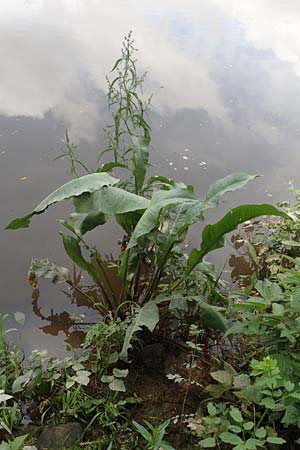 Rumex hydrolapathum \ Flu�-Ampfer, Teich-Ampfer / Great Water Dock, D Kleinwallstadt am Main 25.6.2016