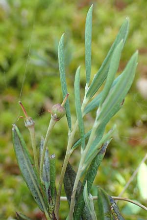 Andromeda polifolia \ Rosmarin-Heide / Bog Rosemary, D Pfronten 28.6.2016