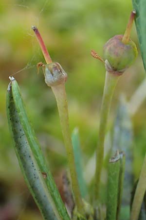 Andromeda polifolia \ Rosmarin-Heide / Bog Rosemary, D Pfronten 28.6.2016
