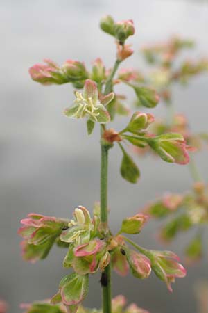 Rumex hydrolapathum \ Flu�-Ampfer, Teich-Ampfer / Great Water Dock, D Erlenbach am Main 16.7.2016