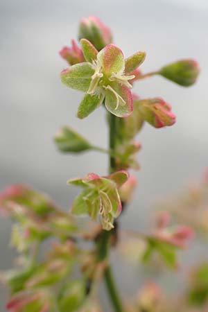Rumex hydrolapathum \ Flu�-Ampfer, Teich-Ampfer / Great Water Dock, D Erlenbach am Main 16.7.2016
