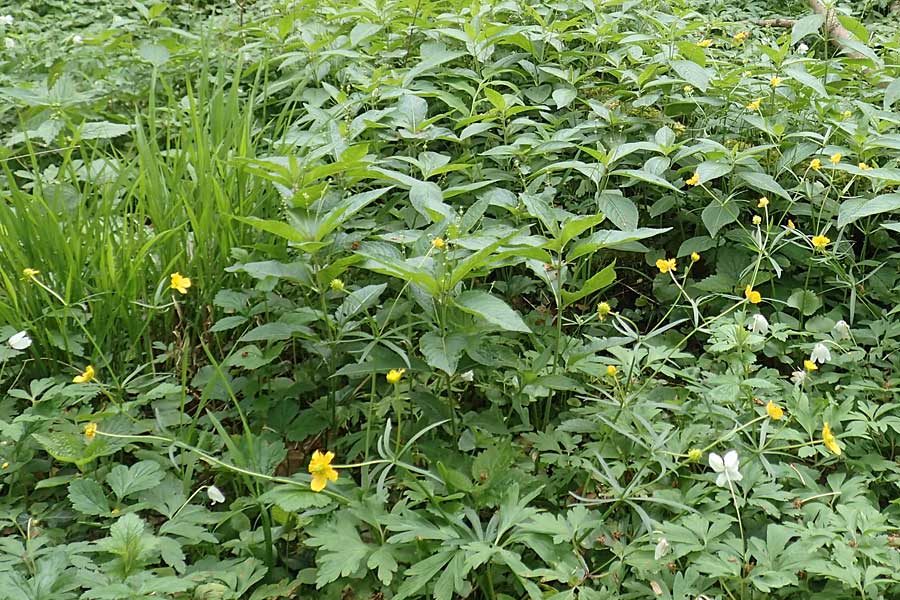 Ranunculus halebardifolius \ Hellebardenbl&auml;ttriger Gold-Hahnenfu� / Halberd-Leaved Goldilocks, D Dormagen-Delhoven 23.4.2017