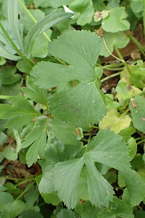 Ranunculus halebardifolius \ Hellebardenbl&auml;ttriger Gold-Hahnenfu� / Halberd-Leaved Goldilocks, D Dormagen-Delhoven 23.4.2017