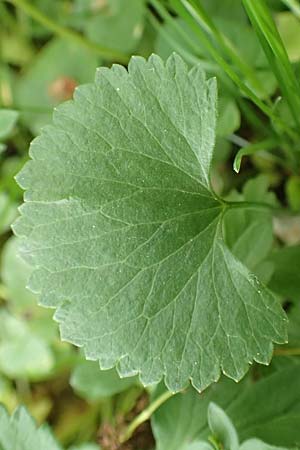 Ranunculus halebardifolius \ Hellebardenbl&auml;ttriger Gold-Hahnenfu� / Halberd-Leaved Goldilocks, D Dormagen-Delhoven 23.4.2017