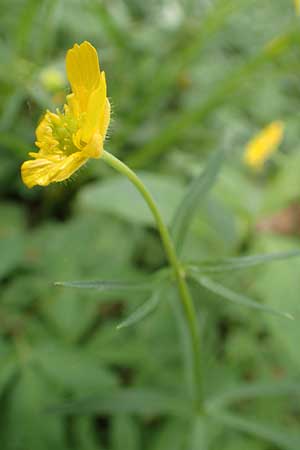 Ranunculus halebardifolius \ Hellebardenbl&auml;ttriger Gold-Hahnenfu� / Halberd-Leaved Goldilocks, D Dormagen-Delhoven 23.4.2017