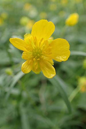 Ranunculus halebardifolius \ Hellebardenbl&auml;ttriger Gold-Hahnenfu� / Halberd-Leaved Goldilocks, D Dormagen-Delhoven 23.4.2017
