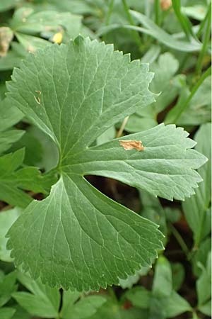 Ranunculus halebardifolius \ Hellebardenbl&auml;ttriger Gold-Hahnenfu� / Halberd-Leaved Goldilocks, D Dormagen-Delhoven 23.4.2017