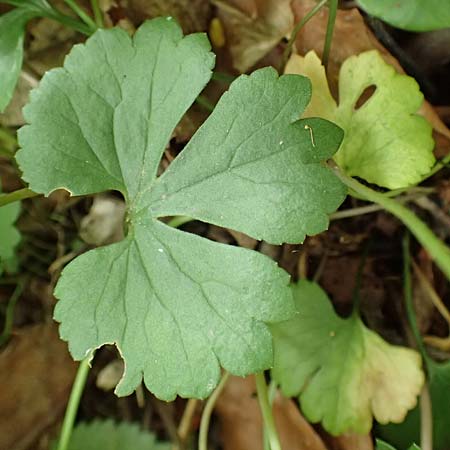 Ranunculus halebardifolius \ Hellebardenbl&auml;ttriger Gold-Hahnenfu� / Halberd-Leaved Goldilocks, D Dormagen-Delhoven 23.4.2017