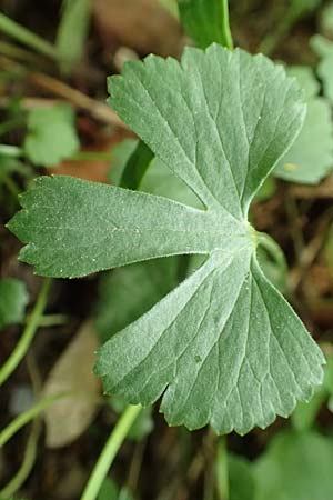 Ranunculus halebardifolius \ Hellebardenbl&auml;ttriger Gold-Hahnenfu� / Halberd-Leaved Goldilocks, D Dormagen-Delhoven 23.4.2017
