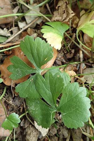 Ranunculus halebardifolius \ Hellebardenbl&auml;ttriger Gold-Hahnenfu� / Halberd-Leaved Goldilocks, D Dormagen-Delhoven 23.4.2017
