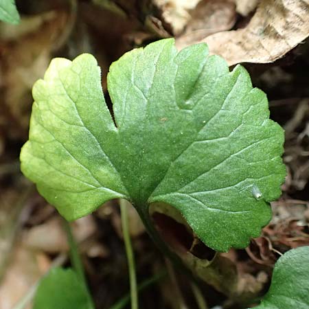 Ranunculus halebardifolius \ Hellebardenbl&auml;ttriger Gold-Hahnenfu� / Halberd-Leaved Goldilocks, D Dormagen-Delhoven 23.4.2017