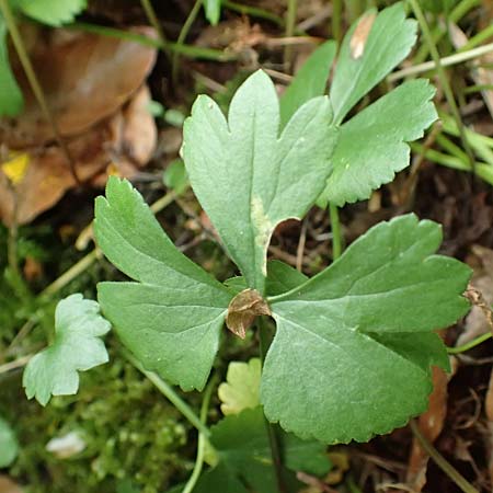 Ranunculus halebardifolius \ Hellebardenbl&auml;ttriger Gold-Hahnenfu� / Halberd-Leaved Goldilocks, D Dormagen-Delhoven 23.4.2017