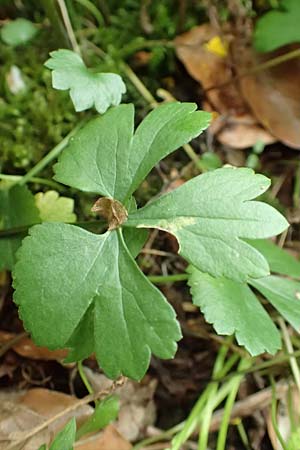 Ranunculus halebardifolius \ Hellebardenbl&auml;ttriger Gold-Hahnenfu� / Halberd-Leaved Goldilocks, D Dormagen-Delhoven 23.4.2017
