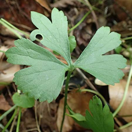 Ranunculus halebardifolius \ Hellebardenbl&auml;ttriger Gold-Hahnenfu� / Halberd-Leaved Goldilocks, D Dormagen-Delhoven 23.4.2017