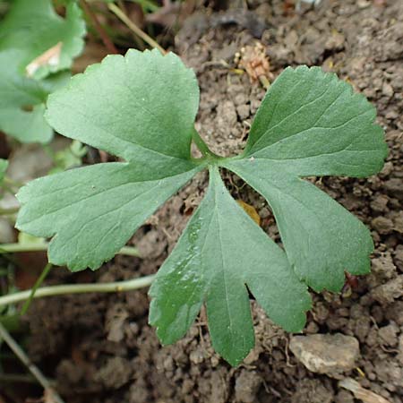 Ranunculus halebardifolius \ Hellebardenbl&auml;ttriger Gold-Hahnenfu� / Halberd-Leaved Goldilocks, D Dormagen-Delhoven 23.4.2017