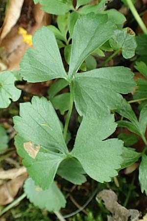 Ranunculus halebardifolius \ Hellebardenbl&auml;ttriger Gold-Hahnenfu� / Halberd-Leaved Goldilocks, D Dormagen-Delhoven 23.4.2017