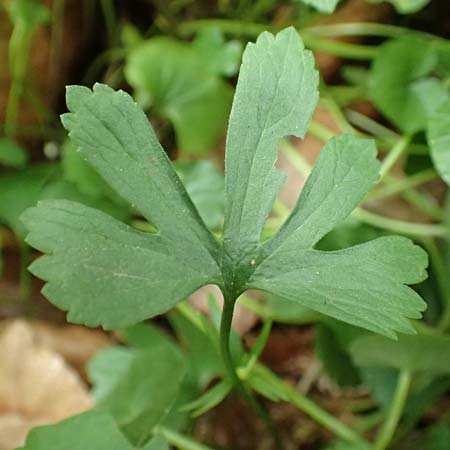 Ranunculus halebardifolius \ Hellebardenbl&auml;ttriger Gold-Hahnenfu� / Halberd-Leaved Goldilocks, D Dormagen-Delhoven 23.4.2017
