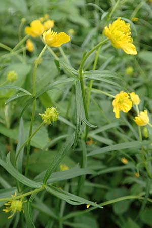 Ranunculus halebardifolius \ Hellebardenbl&auml;ttriger Gold-Hahnenfu� / Halberd-Leaved Goldilocks, D Dormagen-Delhoven 23.4.2017