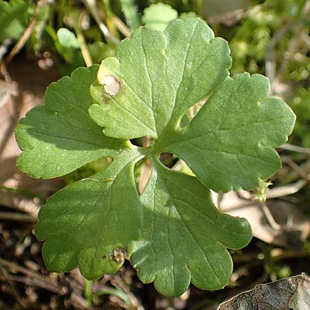 Ranunculus hirsutulus \ Flaum-Gold-Hahnenfu� / Fluffy Goldilocks, D Pforzheim 29.4.2017