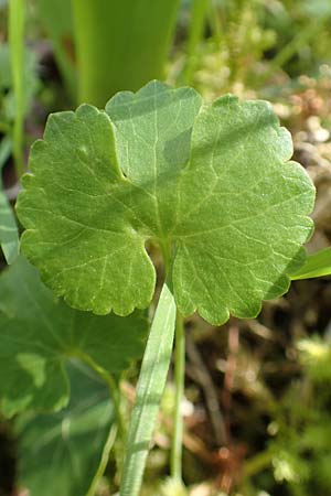 Ranunculus hirsutulus \ Flaum-Gold-Hahnenfu� / Fluffy Goldilocks, D Pforzheim 29.4.2017