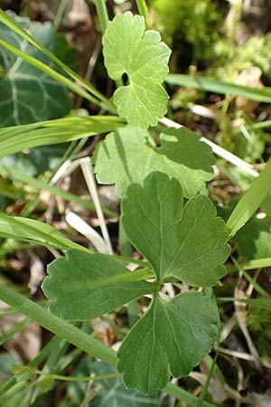 Ranunculus hirsutulus \ Flaum-Gold-Hahnenfu� / Fluffy Goldilocks, D Pforzheim 29.4.2017