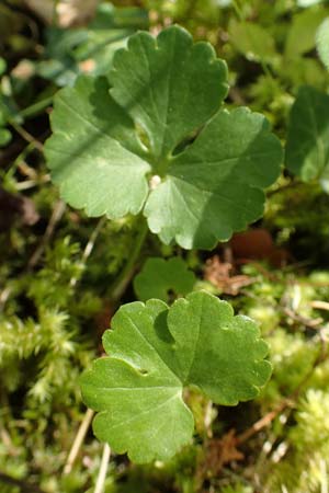 Ranunculus hirsutulus \ Flaum-Gold-Hahnenfu� / Fluffy Goldilocks, D Pforzheim 29.4.2017
