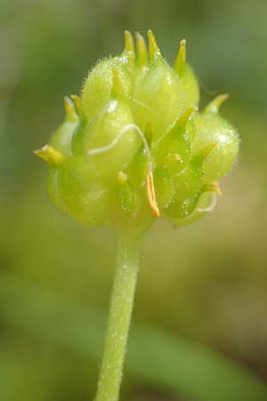 Ranunculus hirsutulus \ Flaum-Gold-Hahnenfu� / Fluffy Goldilocks, D Pforzheim 29.4.2017