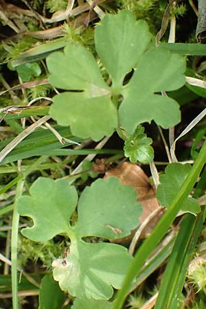 Ranunculus hirsutulus \ Flaum-Gold-Hahnenfu� / Fluffy Goldilocks, D Pforzheim 29.4.2017