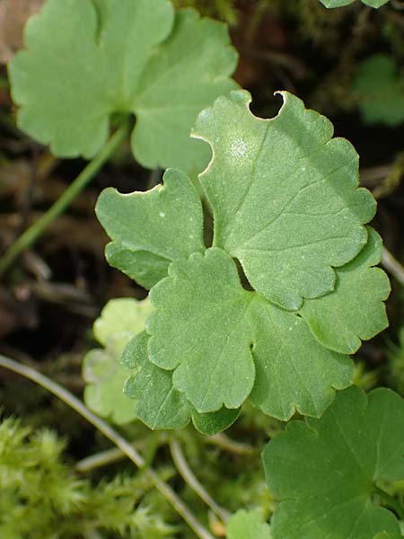 Ranunculus hirsutulus \ Flaum-Gold-Hahnenfu� / Fluffy Goldilocks, D Pforzheim 29.4.2017